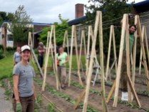 Work party to build pole bean trellises, July 2012